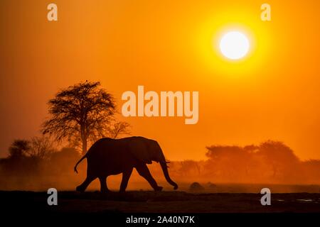 African elephant (Loxodonta africana) runs at sunset, Nxai Pan National Park, Ngamiland, Botswana Stock Photo