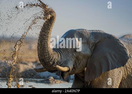 African elephant (Loxodonta africana) splashing mud at a waterhole, animal portrait, Nxai Pan National Park, Ngamiland, Botswana Stock Photo