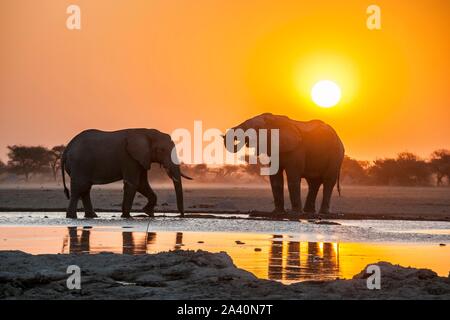 Two African elephants (Loxodonta africana) at sunset in backlight at a waterhole, Nxai Pan National Park, Ngamiland, Botswana Stock Photo