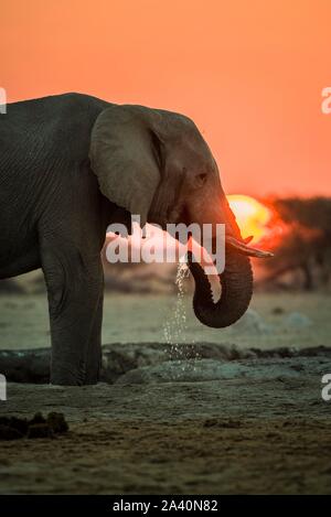 African elephant (Loxodonta africana) drinking at a waterhole at sunset, Nxai Pan National Park, Ngamiland, Botswana Stock Photo