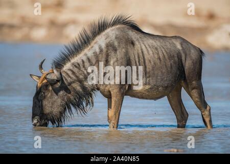 Blue wildebeest (Connochaetes taurinus) drinking in a waterhole, Nxai Pan National Park, Ngamiland, Botswana Stock Photo