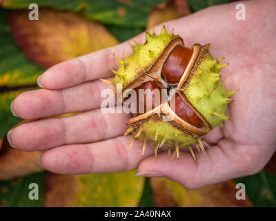 Female hand holds uniformly cracked shell of a chestnut with three nuts inside, colorful chestnut leaves in the background, autumn mood Stock Photo