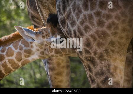 Angolan Giraffe (Giraffa camelopardalis angolensis), young animal drinking from mother, close-up, Moremi Wildlife Reserve, Ngamiland, Botswana Stock Photo