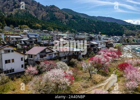 View to Nagiso, flowering cherry trees in spring, Japanese cherry blossom, Kiso Valley, Nagano, Japan Stock Photo
