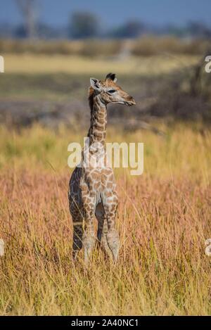 Angolan Giraffe (Giraffa camelopardalis angolensis), young animal, Moremi Wildlife Reserve, Ngamiland, Botswana Stock Photo