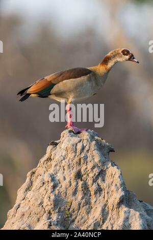 Egyptian goose (Alopochen aegyptiacus) standing on a termite stand, Moremi Wildlife Reserve, Ngamiland, Botswana Stock Photo