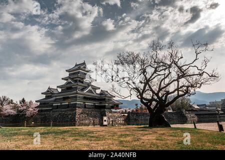 Dead tree in front of Old Japanese Castle, Matsumoto Castle, Matsumoto, Nagano, Japan Stock Photo