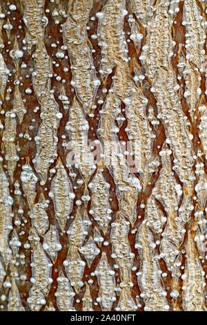 Empress Tree (Paulownia tomentosa), bark, detail, North Rhine-Westphalia, Germany Stock Photo