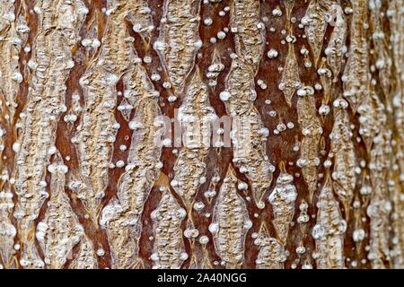 Empress Tree (Paulownia tomentosa), bark, detail, North Rhine-Westphalia, Germany Stock Photo