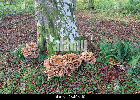 Meripilus giganteus Meripilus giganteus is a polypore fungus in the family Meripilaceae. Stock Photo