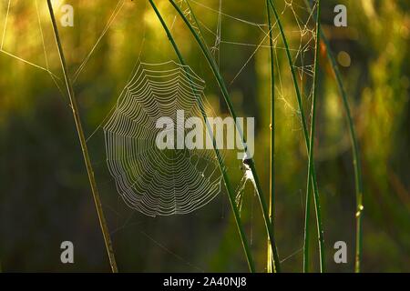 Cycle net of a spider between stalks with morning dew, nature reserve Reussspitz, canton Zug, Switzerland Stock Photo
