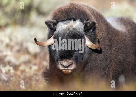 Musk ox (Ovibos moschatus), young animal, animal portrait, Dovrefjell-Sunndalsfjella National Park, Norway Stock Photo