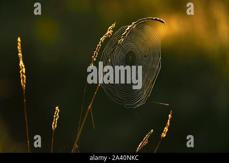 Cycle net of a spider on blades of grass, nature reserve Reussspitz, Maschwanden, canton Zug, Switzerland Stock Photo