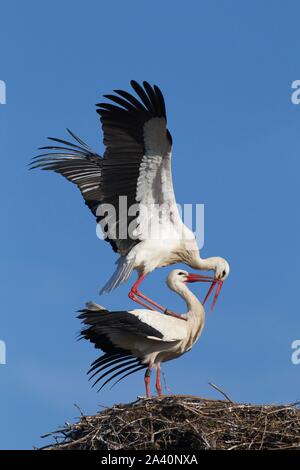 White storks (Ciconia ciconia), mating couple on nest, Germany Stock Photo
