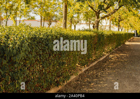 Stop before the park hedge that accompanies the autumn leaves fallen days ago Stock Photo