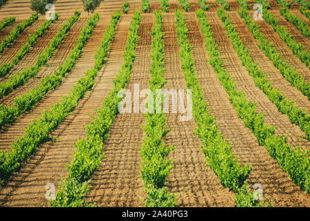 A lot of rows of vines , Spain, in a vineyard. Stock Photo