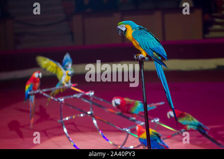 . Circus 'Illusion of laughter'.Parrots perform in the circus Stock Photo