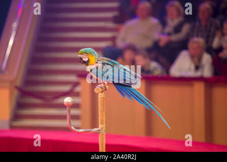 Belarus, the city of Goamel, April 07, 2019. Circus 'Illusion of laughter'.Parrots perform in the circus Stock Photo