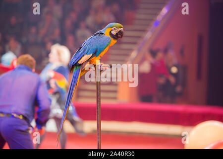 Circus 'Illusion of laughter'.Parrots perform in the circus Stock Photo