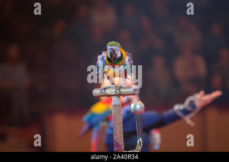 Circus 'Illusion of laughter'.Parrots perform in the circus Stock Photo