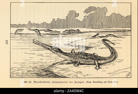 Extinct sea crocodile, Teleosaurus genus, Jurassic period. Illustration by Hugo Wolff-Maage from Wilhelm Bolsche’s Das Leben der Urwelt, Prehistoric Life, Georg Dollheimer, Leipzig, 1932. Stock Photo