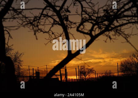 silhouettes of tree at the orange sunset. Stock Photo