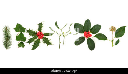 Traditional winter and christmas flora and fauna with leaves and berries on white background. Stock Photo