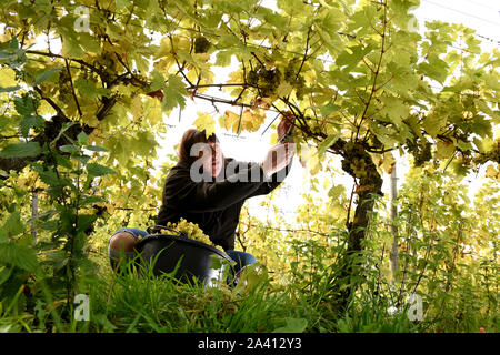 Wroxeter Roman Vineyard, Shropshire, England, Uk. October 11th 2019. Amanda Millington harvesting Madeleine grapes on her family vineyard situated next to the remains of the old Roman City of Wroxeter. Credit: David Bagnall/Alamy Live News Stock Photo