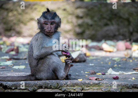 Small monkeys in the monkey forest of Ubud in Bali, Indonesia Stock Photo