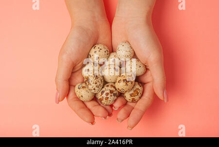 The girl holds in hands a lot of quail eggs. Close up on a pink background with place for text. Stock Photo