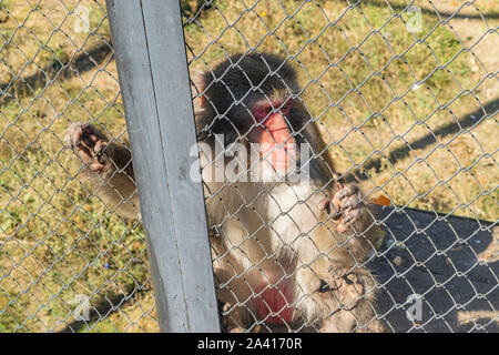 Adult Japanese macaque in the zoo in a cage Stock Photo