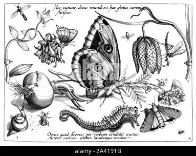 Animals and plants, illustrations by Georg Hoefnagel, butterfly, schmetterling, hair streak, seepferdchen, sea horse. Archetypa Studiaque Patris Stock Photo