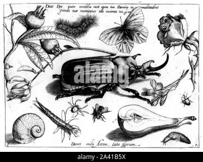 Animals and plants, illustrations by Georg Hoefnagel, elephant beetle, Elefantenkaefer, Hirschkaefer, common pear, birne, spinne. Archetypa Studiaque. Stock Photo