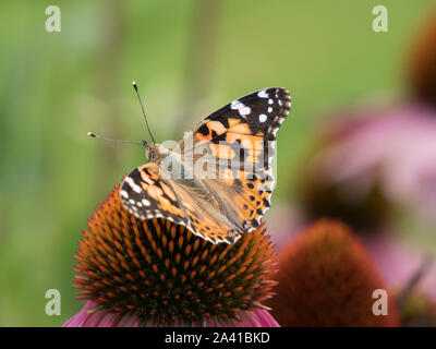 close-up of a painted lady (Vanessa cardui) on the blossom of a coneflower Stock Photo