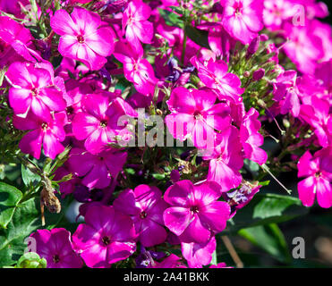 Phlox paniculata 'Velvet Flame' Stock Photo