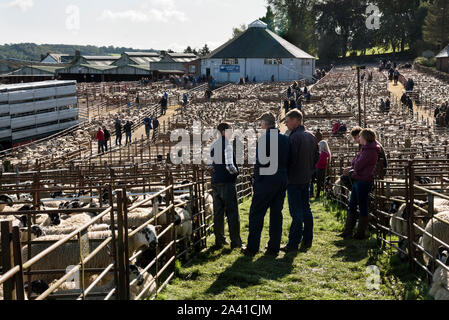 Lazonby Auction Mart, Cumbria. The big Alston Moor sale of Mule Gimmer Lambs, October 2nd 2019. Stock Photo