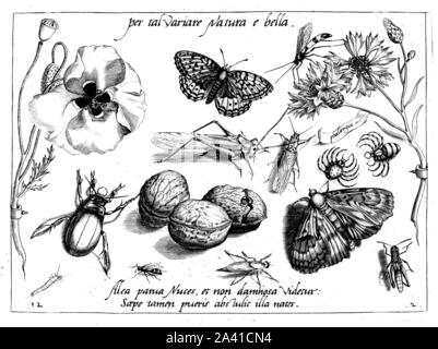 Animals and plants, illustrations by Georg Hoefnagel, common poppy, klatschmohn, grasshopper, heuschrecke, Archetypa Studiaque Patri. Stock Photo