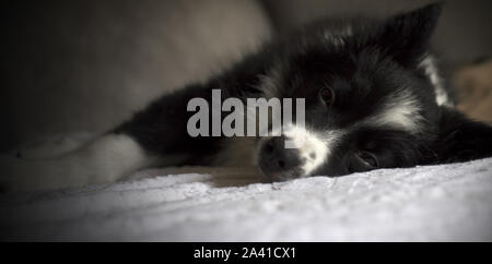 A tender border collie puppy sleeping on the couch Stock Photo
