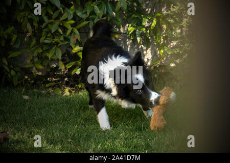 Border collie puppy plays with his toy in the garden Stock Photo