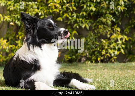 Border collie puppy dog, relaxed in the garden Stock Photo