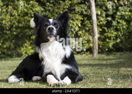 Funny border collie puppy dog, watch on camera in the garden Stock Photo