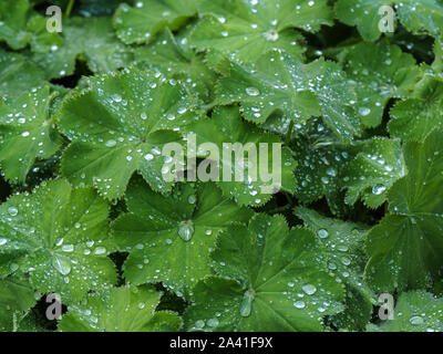 Water droplets from a rain shower on the green leaves of a garden geranium plant Stock Photo