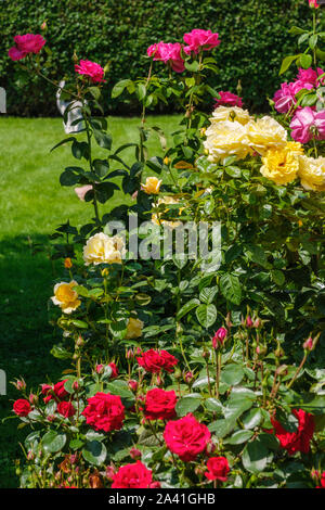 Beautiful red rose with green leaves in a garden. Spain, Europe Stock Photo