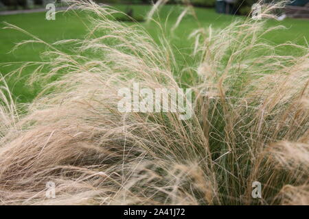 Feather Grass, Pony Tail, blowing in the wind in a garden in daytime sunshine Stock Photo