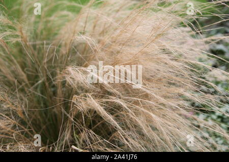 Feather Grass, Pony Tail, blowing in the wind in a garden in daytime sunshine Stock Photo