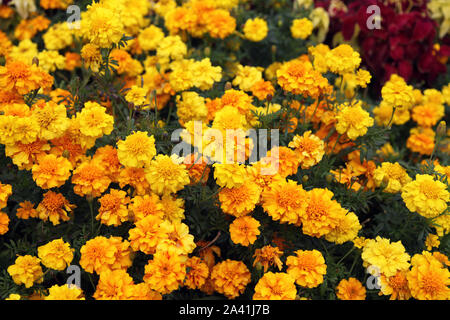 French marigold, Petite Yellow, Tagetes patula nana, in sunshine, daytime Stock Photo