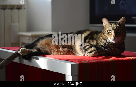 Relaxed cat on the table with red tablecloth Stock Photo