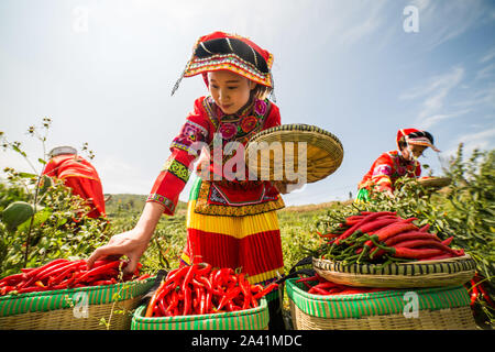 Young Chinese villagers dressed in traditional costumes of Yi ethnic minority harvest red chili peppers in the field in Wangjiachong Village, Zhuchang Stock Photo