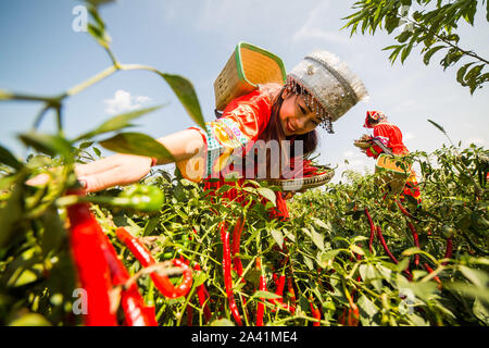 Young Chinese villagers dressed in traditional costumes of Yi ethnic minority harvest red chili peppers in the field in Wangjiachong Village, Zhuchang Stock Photo