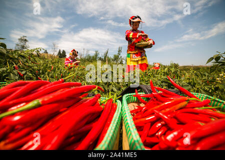 Young Chinese villagers dressed in traditional costumes of Yi ethnic minority harvest red chili peppers in the field in Wangjiachong Village, Zhuchang Stock Photo